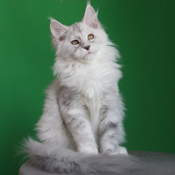 Maine Coon JBM Baylis