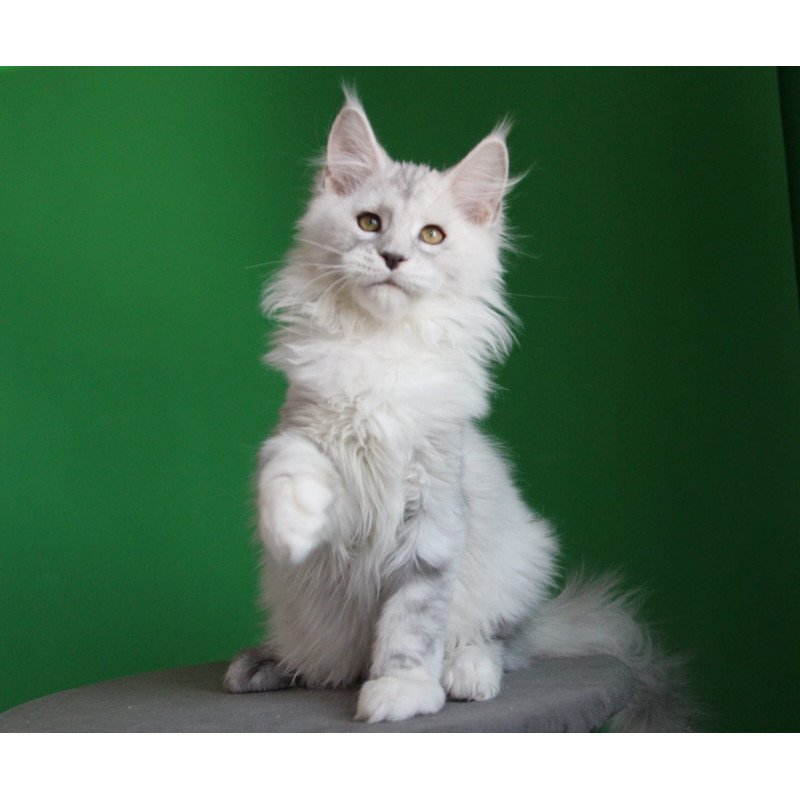 Maine Coon JBM Baylis