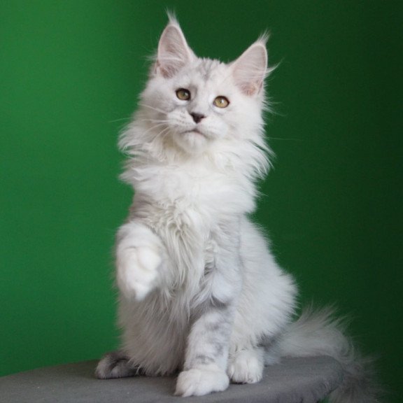 Maine Coon JBM Baylis