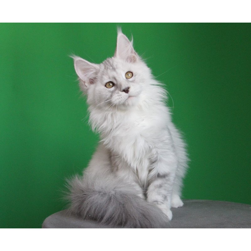 Maine Coon JBM Baylis