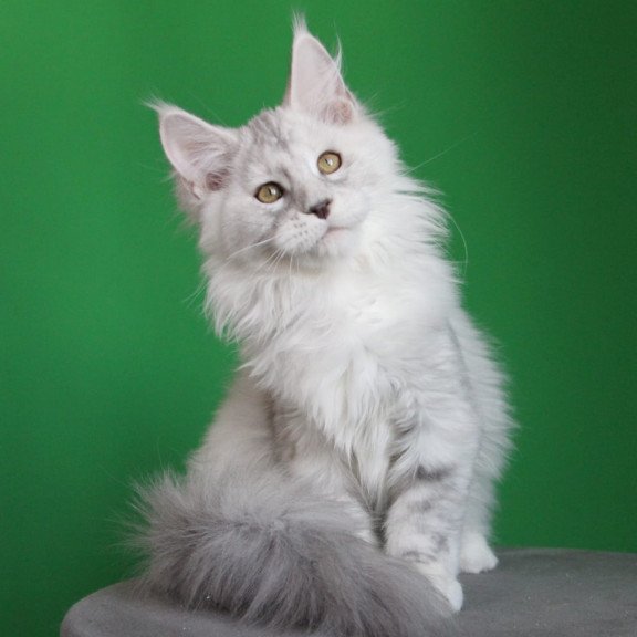 Maine Coon JBM Baylis