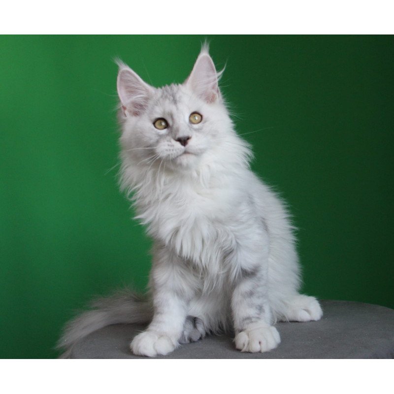 Maine Coon JBM Baylis