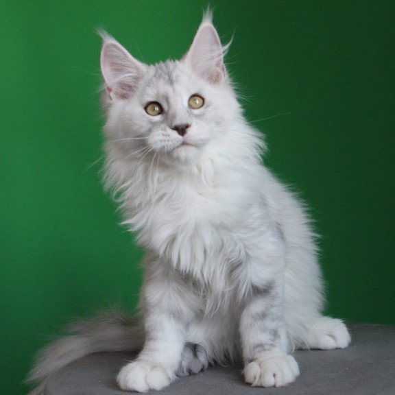 Maine Coon JBM Baylis