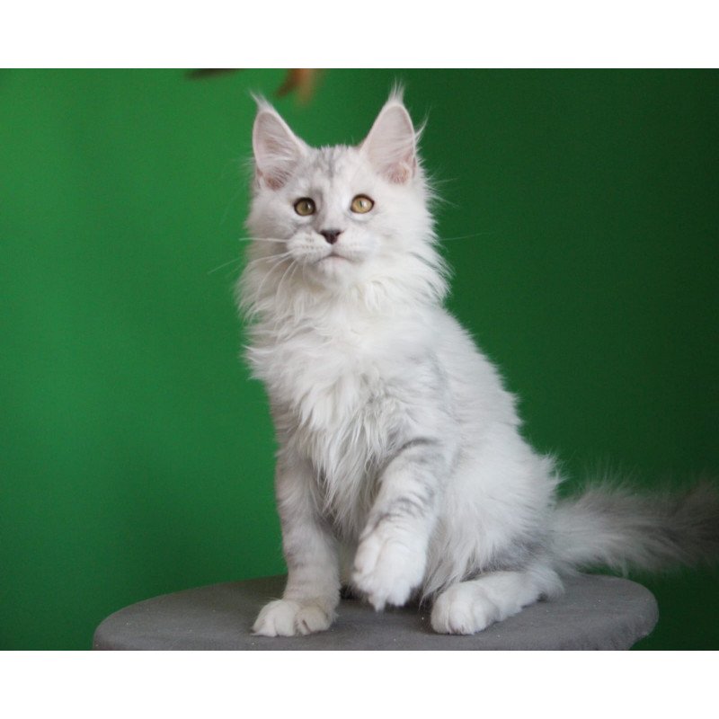 Maine Coon JBM Baylis