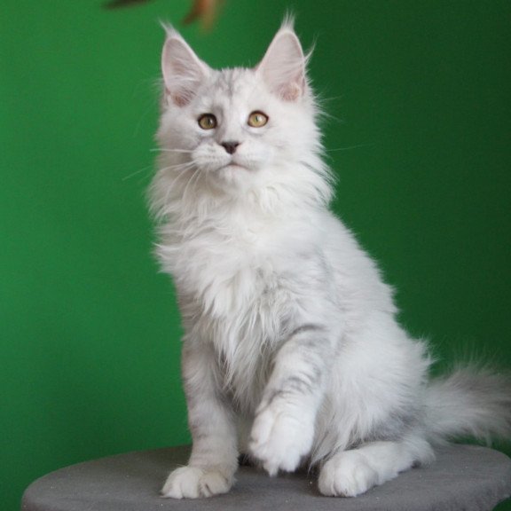 Maine Coon JBM Baylis