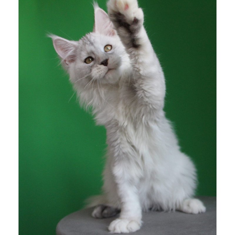 Maine Coon JBM Baylis