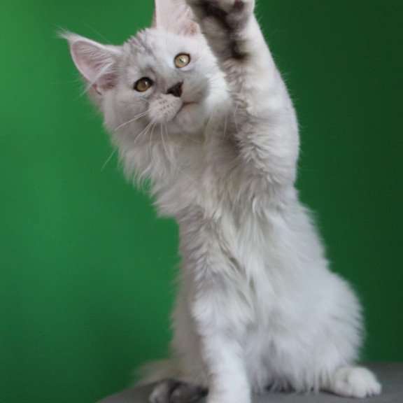 Maine Coon JBM Baylis