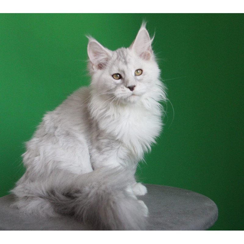 Maine Coon JBM Baylis