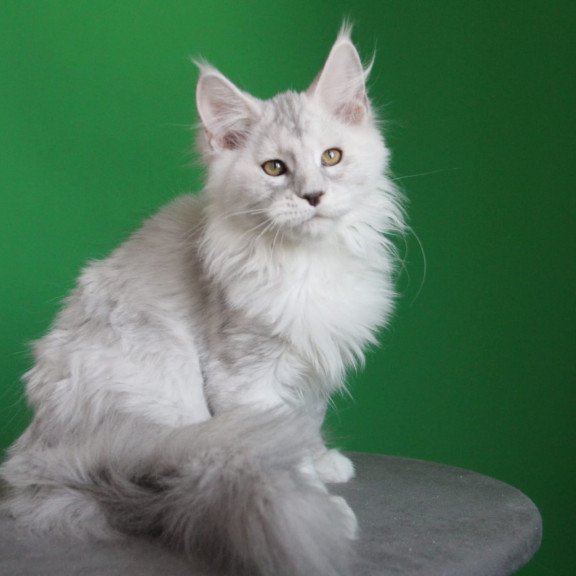 Maine Coon JBM Baylis