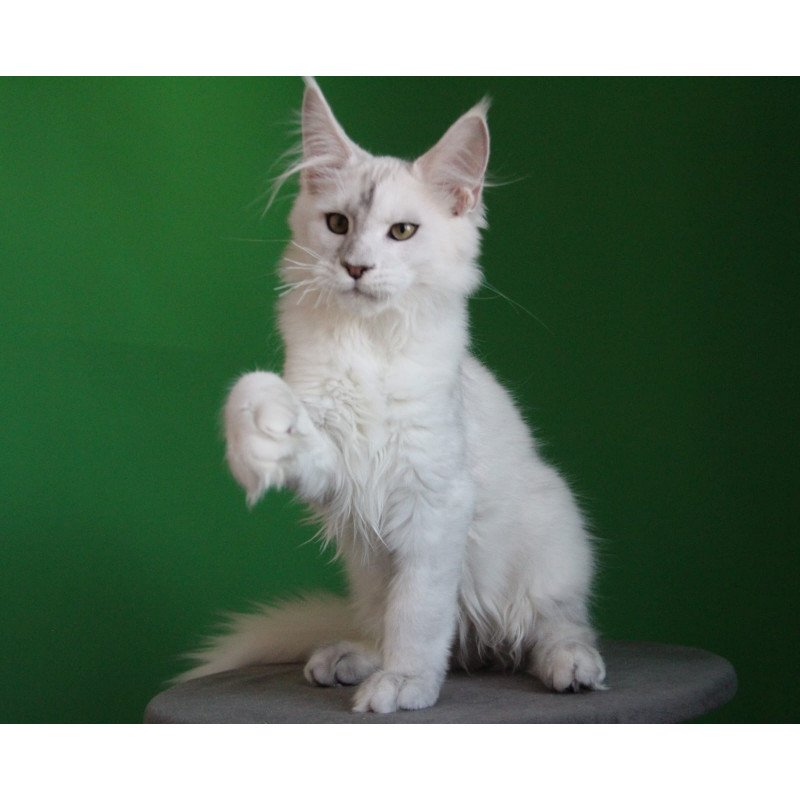 Maine Coon JBM Komrad