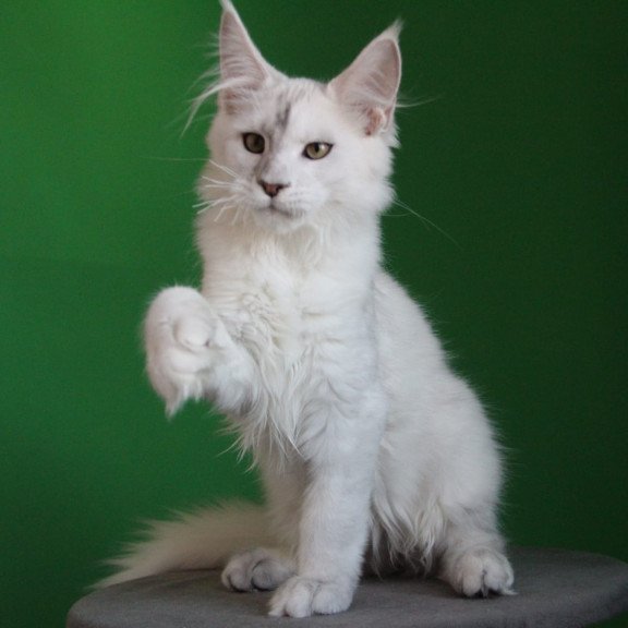 Maine Coon JBM Komrad
