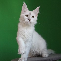 Maine Coon JBM Komrad