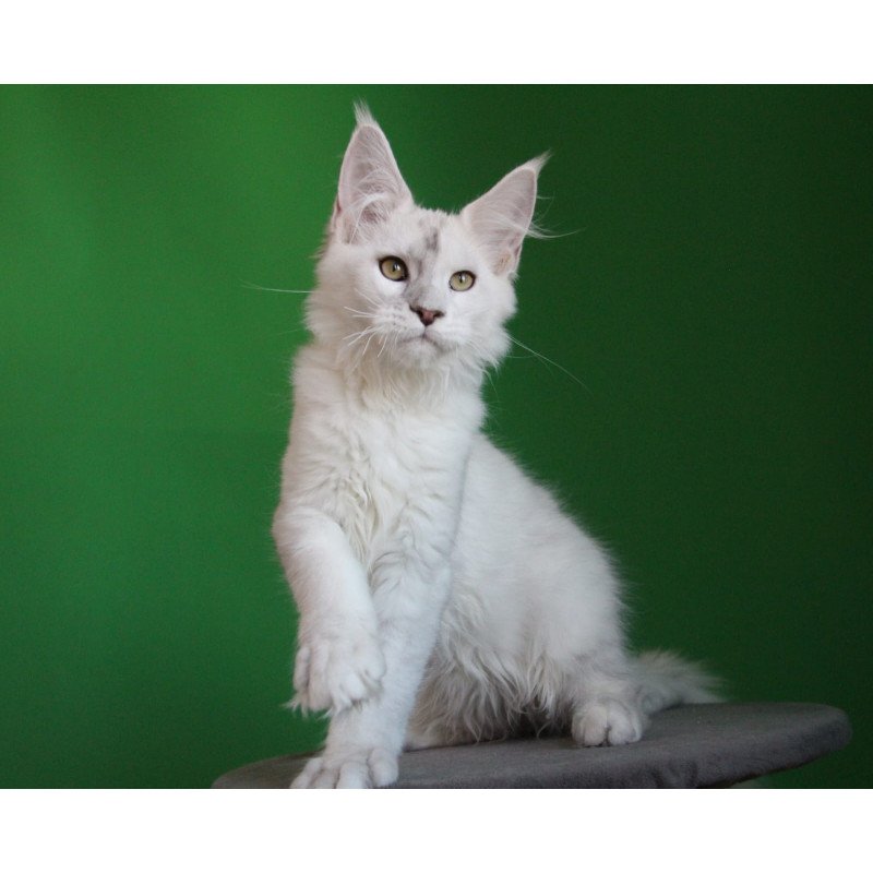 Maine Coon JBM Komrad