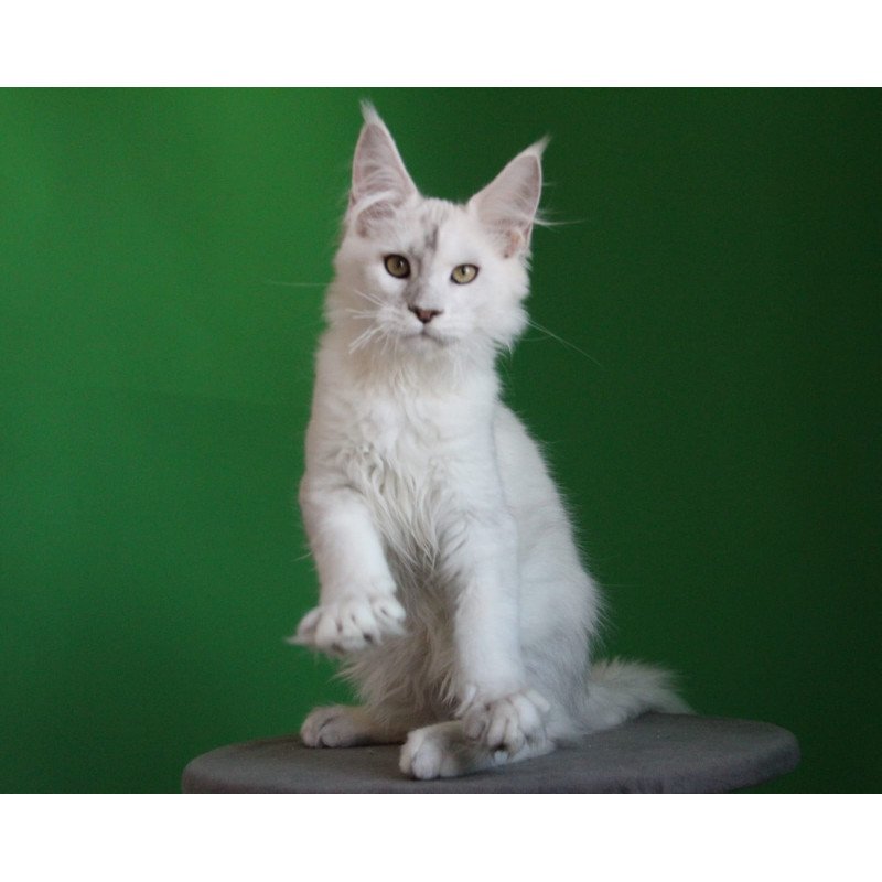 Maine Coon JBM Komrad