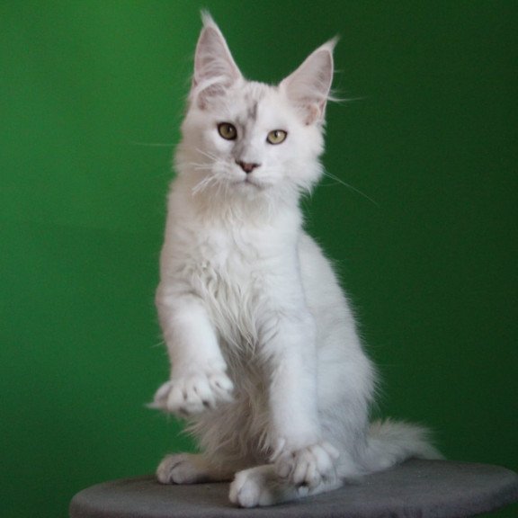 Maine Coon JBM Komrad