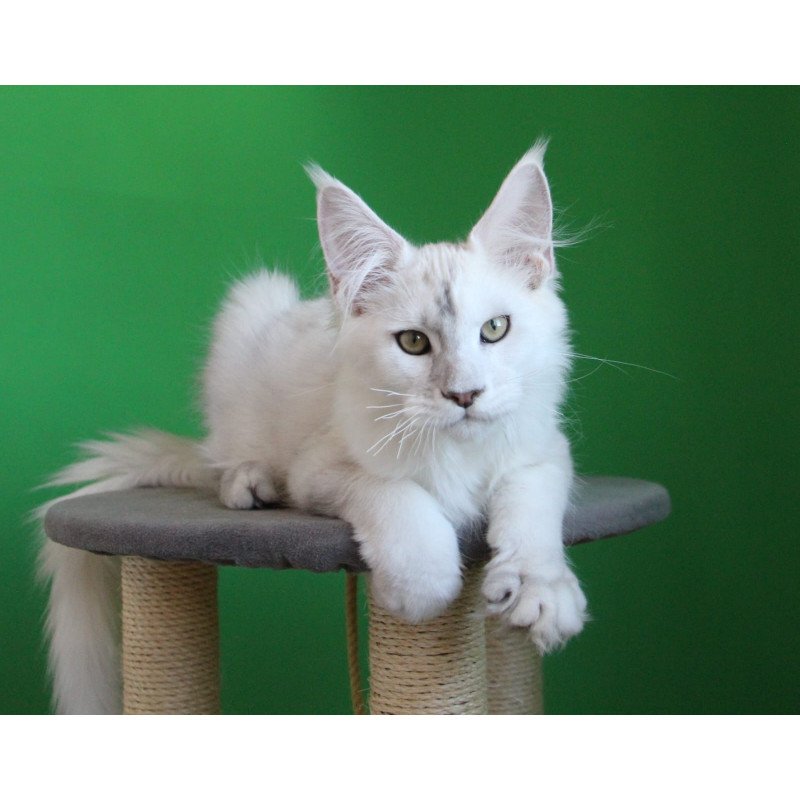 Maine Coon JBM Komrad