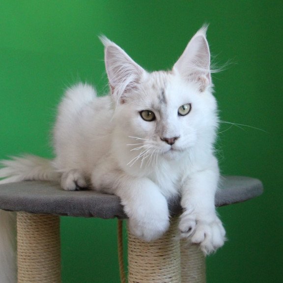 Maine Coon JBM Komrad