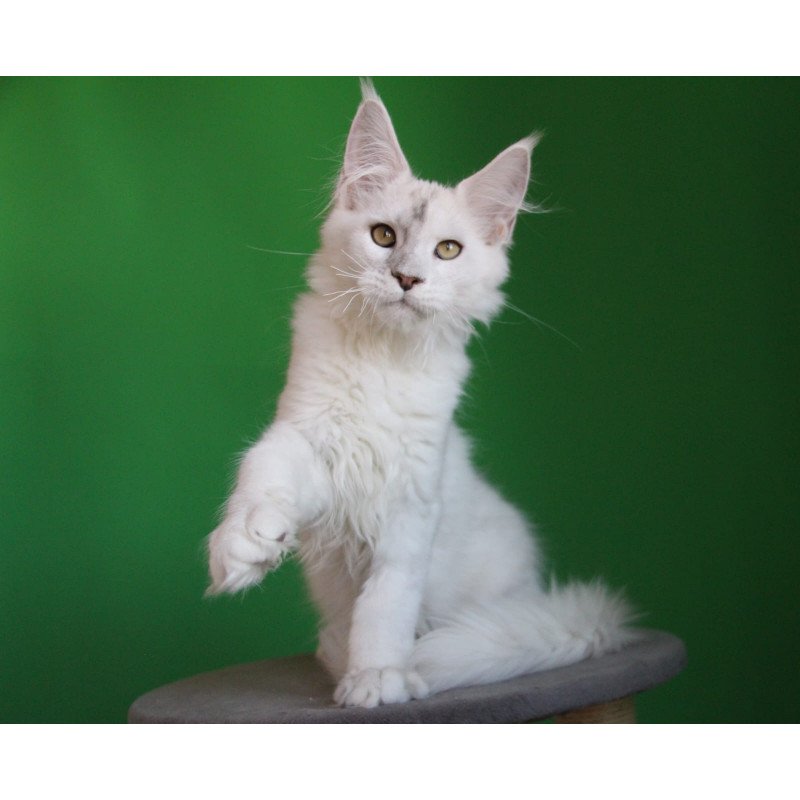 Maine Coon JBM Komrad