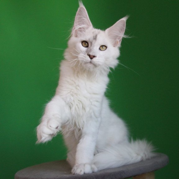 Maine Coon JBM Komrad