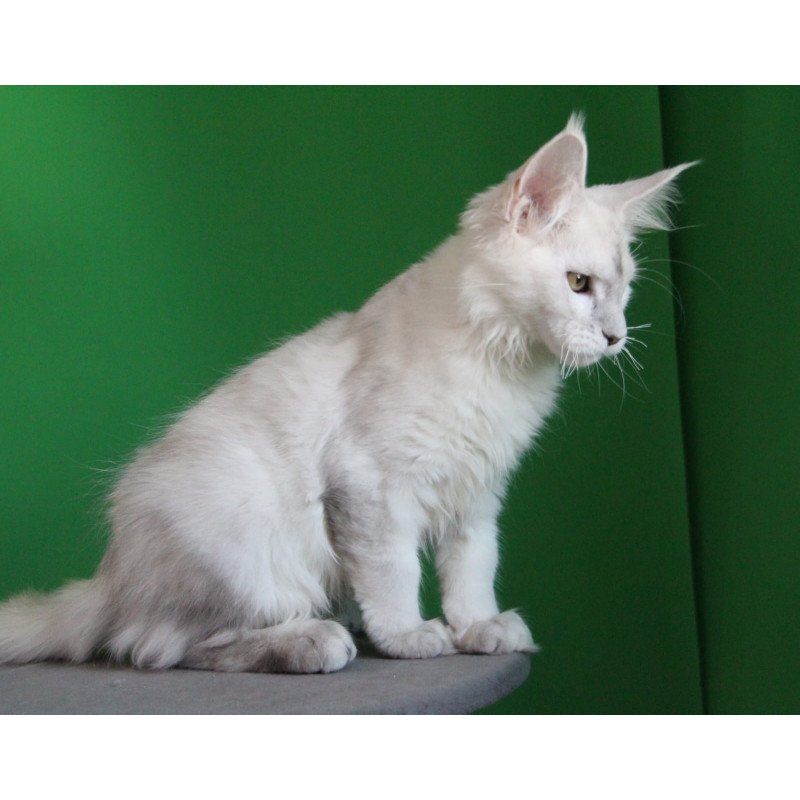 Maine Coon JBM Komrad