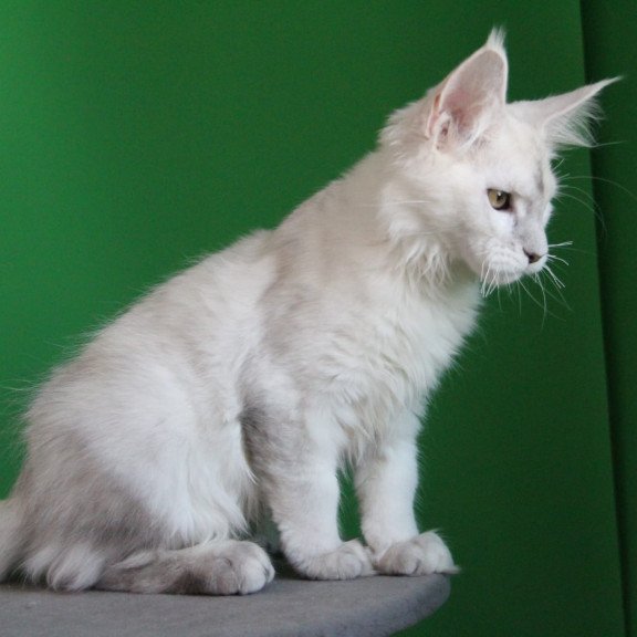 Maine Coon JBM Komrad
