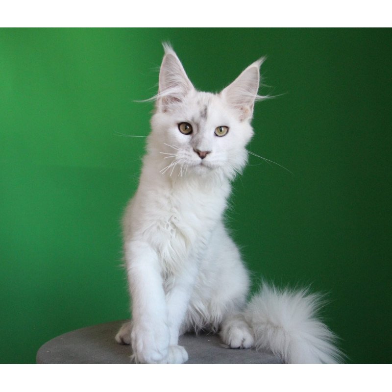 Maine Coon JBM Komrad