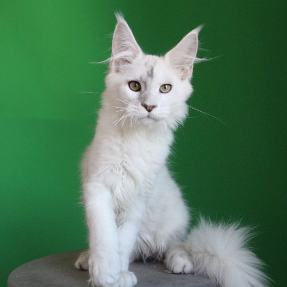 Maine Coon JBM Komrad