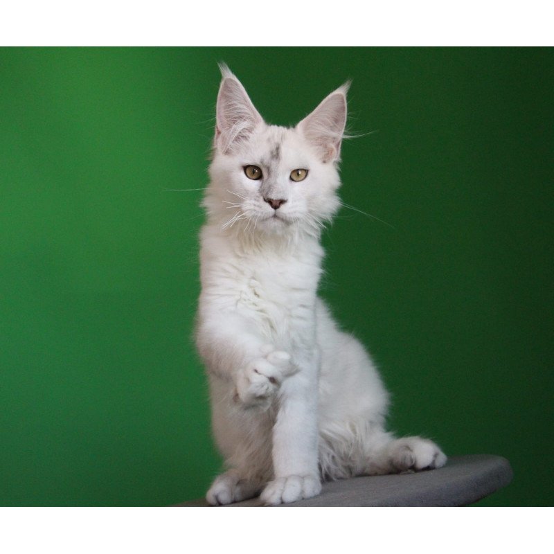 Maine Coon JBM Komrad