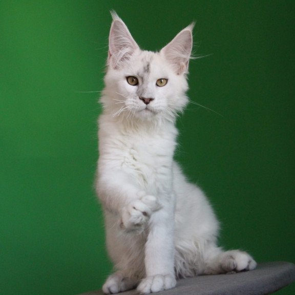 Maine Coon JBM Komrad