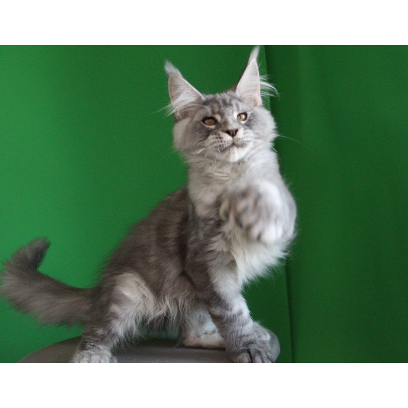 Maine Coon JBM Orbit Polydactyl