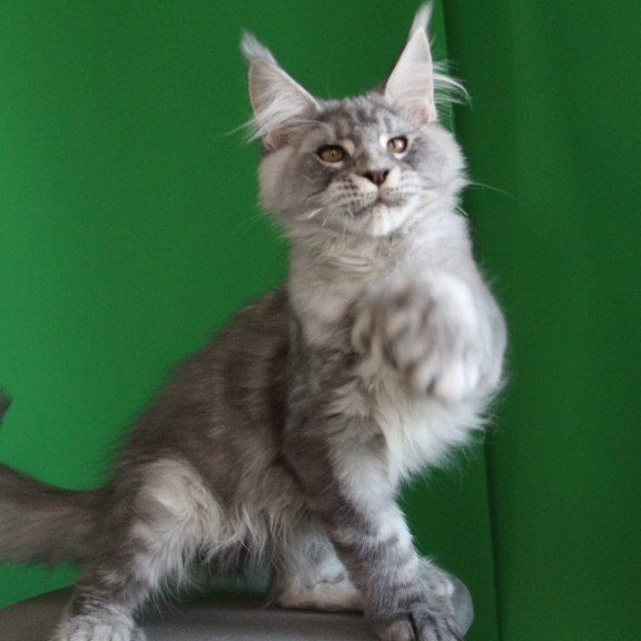 Maine Coon JBM Orbit Polydactyl