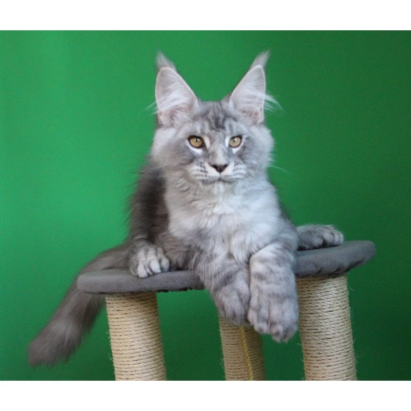 Maine Coon JBM Orbit Polydactyl