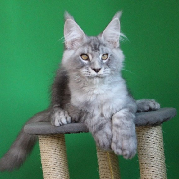 Maine Coon JBM Orbit Polydactyl