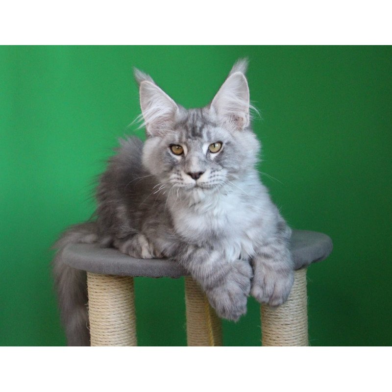 Maine Coon JBM Orbit Polydactyl
