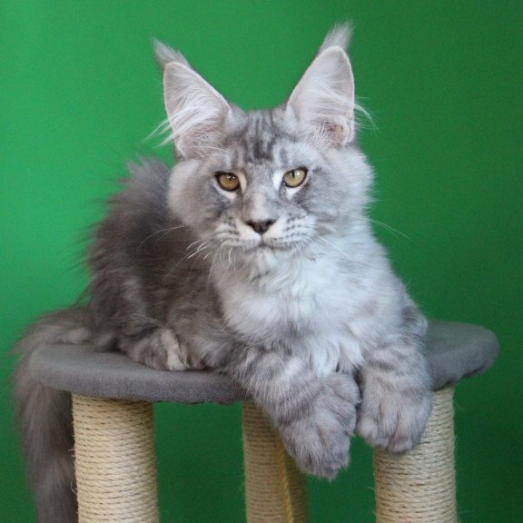 Maine Coon JBM Orbit Polydactyl