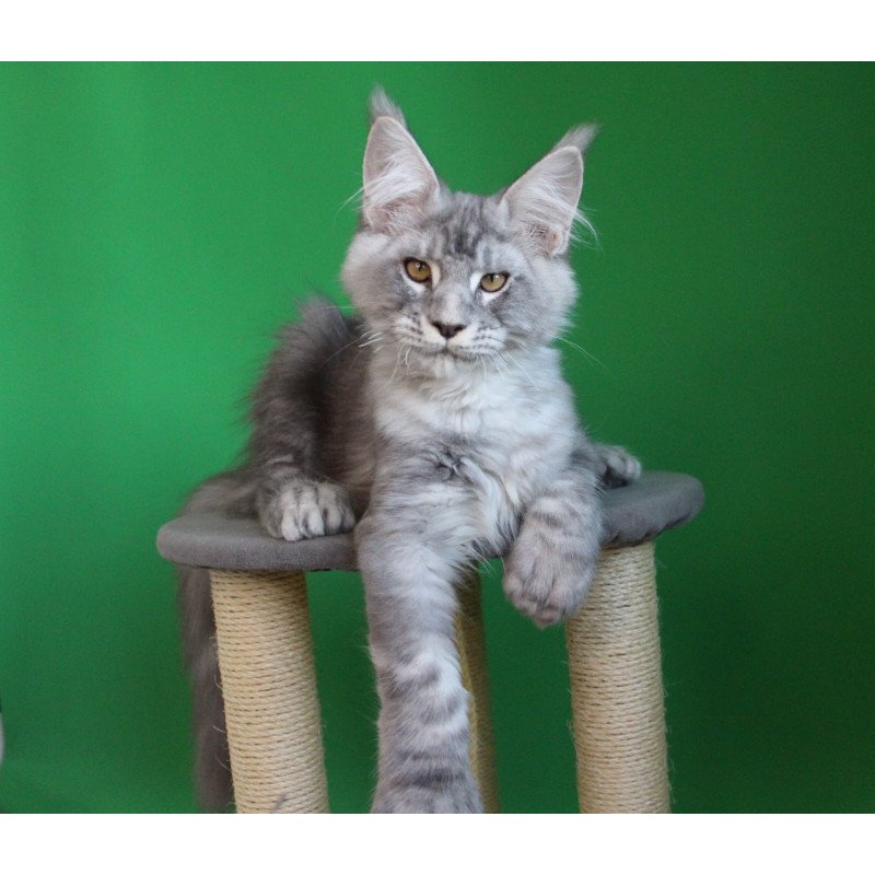 Maine Coon JBM Orbit Polydactyl