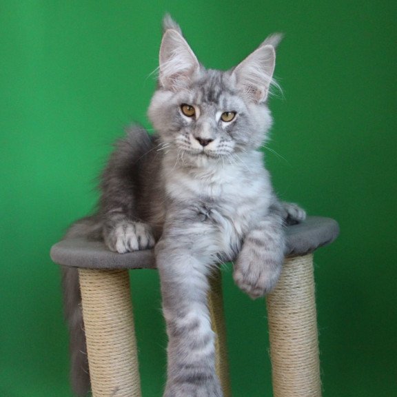 Maine Coon JBM Orbit Polydactyl