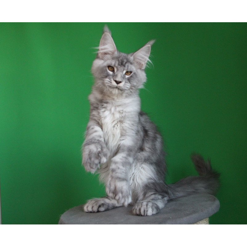 Maine Coon JBM Orbit Polydactyl