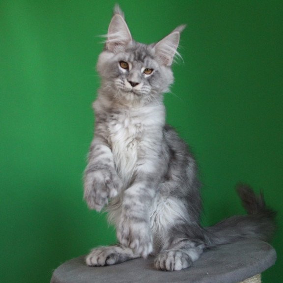 Maine Coon JBM Orbit Polydactyl