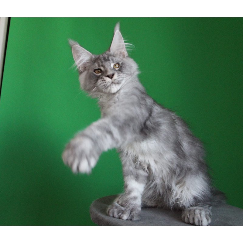 Maine Coon JBM Orbit Polydactyl