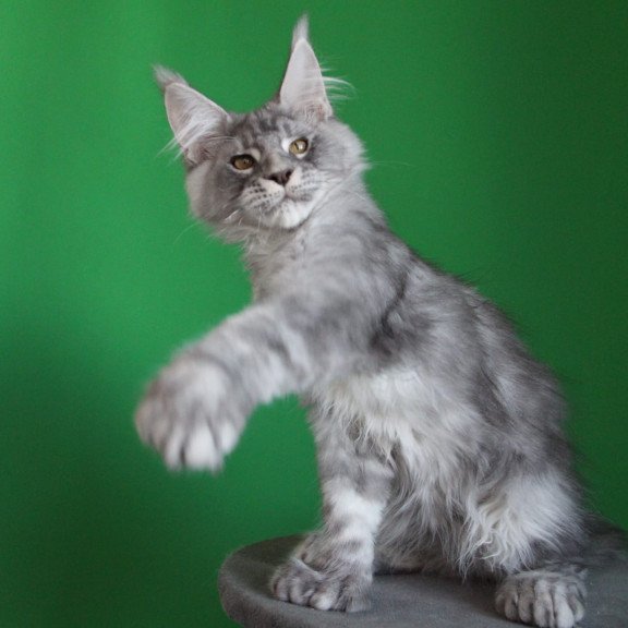 Maine Coon JBM Orbit Polydactyl