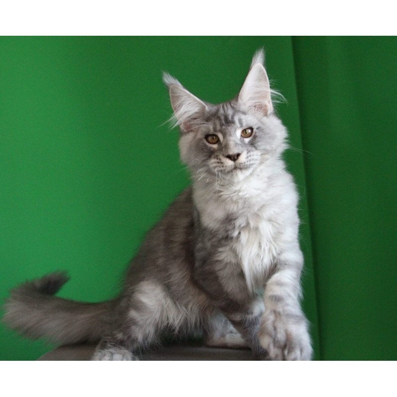 Maine Coon JBM Orbit Polydactyl