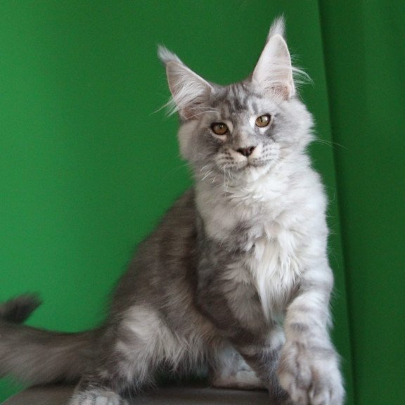Maine Coon JBM Orbit Polydactyl