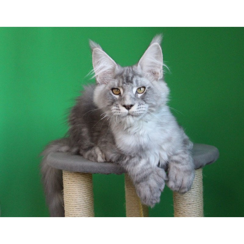 Maine Coon JBM Orbit Polydactyl
