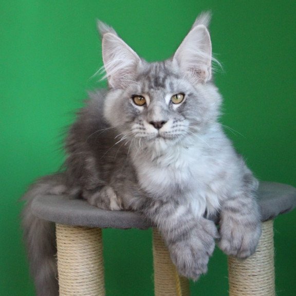 Maine Coon JBM Orbit Polydactyl