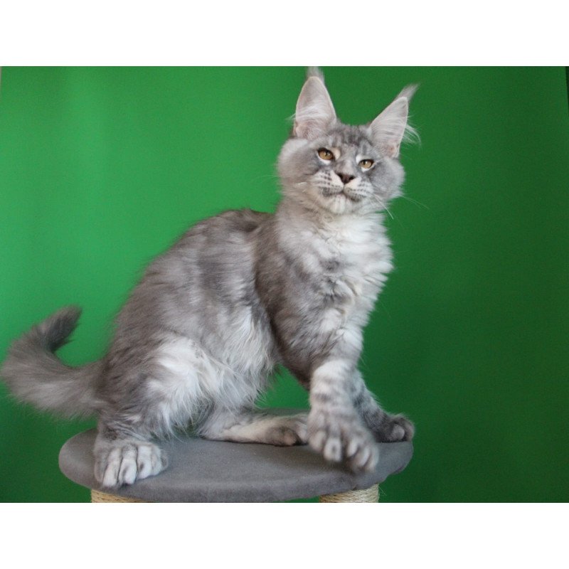 Maine Coon JBM Orbit Polydactyl