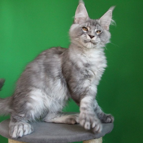 Maine Coon JBM Orbit Polydactyl