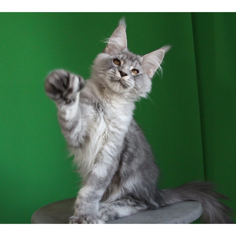 Maine Coon JBM Orbit Polydactyl