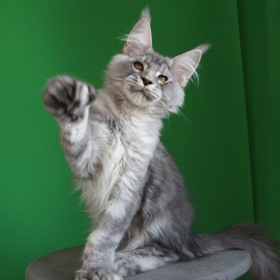 Maine Coon JBM Orbit Polydactyl