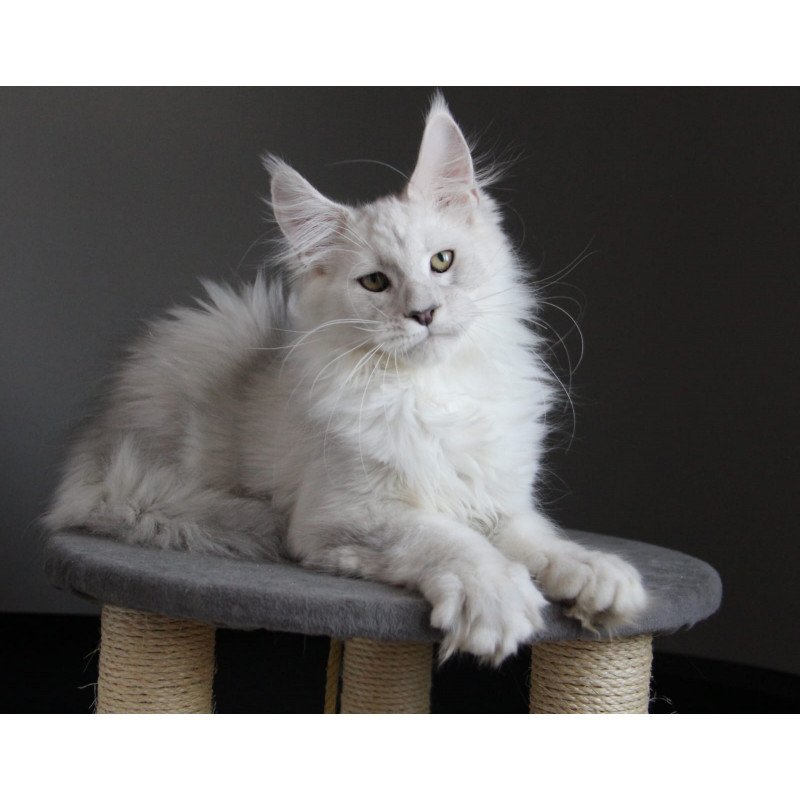 Maine Coon JBM Kefir
